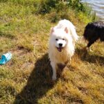 IMG_20190702_162054861