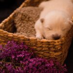 DSC_0910 (1)